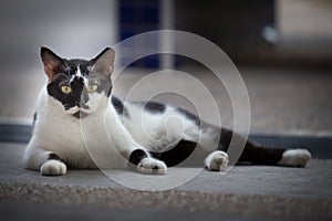 Black and White patches street cat