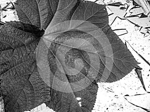 Black and white pattern of okra leaf