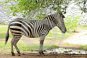 Black white pattern striped Zebra portrait