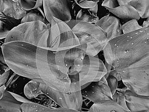 The Black and white pattern of water plant called Eceng Gondok. photo