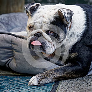 A black and white pedigree English bulldog relaxing on its bed
