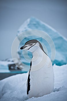 Black and white penguin