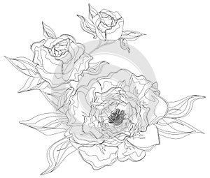 Coloring branch of peons