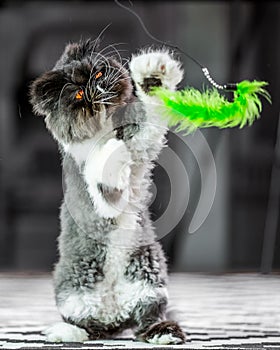 Black and white Persian cat on a rug on its hind legs playing with a green cat toy