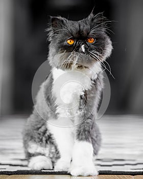 Black and white Persian cat on a rug looking to the camera