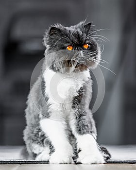 Black and white Persian cat on a rug looking to the side