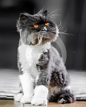 Black and white Persian cat siting on the edge of a rug on a wooden floor looking up