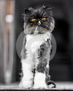 Black and white Persian cat sitting up straight on a rug looking at the camera