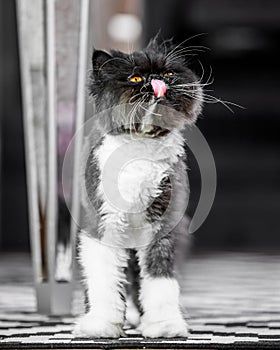 Black and white Persian cat standing on a rug by a table leg