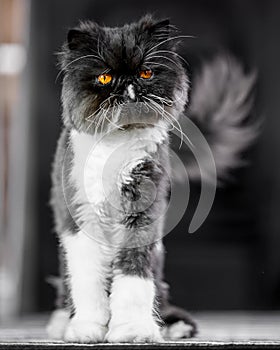 Black and white Persian cat standing up straight on a rug looking at the camera