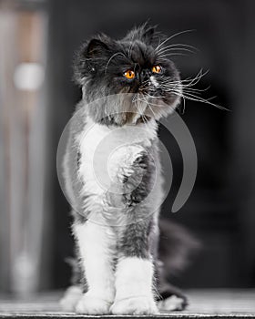 Black and white Persian cat standing up straight on a rug looking to the side
