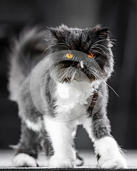 Black and white Persian cat walking across a rug looking to the camera