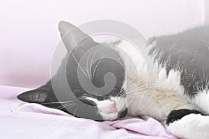 The little cat sleeps soundly on a pink terry blanket. photo