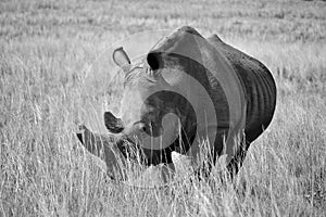 A black and white photo of an African white rhinoceros standing in long grass.