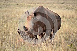 A black and white photo of an African white rhinoceros standing in long grass.