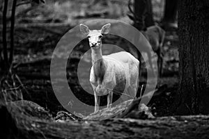 black and white photo of albino deer