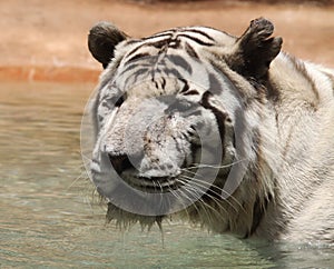 Black and white photo of albino tiger. There is an animal`s head close. The animal is in a wild natural.