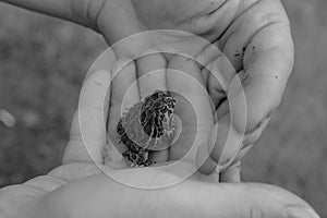 Black and white photo of a baby toad in a child`s hand