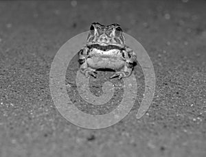 Black and white photo of a baby toad on gravel