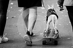 Black and white photo from back of man with dog on skateboard .