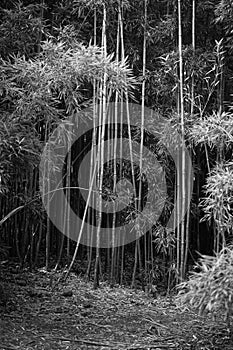 Black and white photo of Bamboo Forest