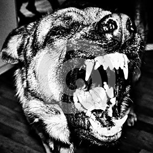 black and white photo of a barking dog close-up. photo