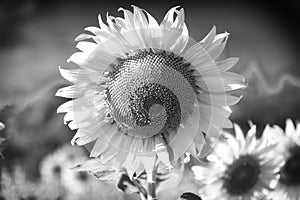 Black and white photo of Beautiful blooming sunflower on a background field of sunflowers.Sunflowers have abundant health benefits