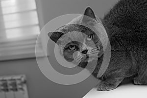 Black and white photo cat. Breed cat - British Shorthair. Sleek muzzle.