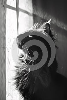 A black and white photo of a cat looking up at the sun, AI