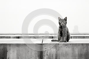 a black and white photo of a cat sitting on top of concrete