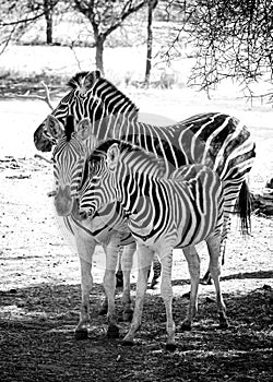 Black and white photo of Chapman`s zebra and her baby are standing on african savanna, equus quagga chapmani. It is