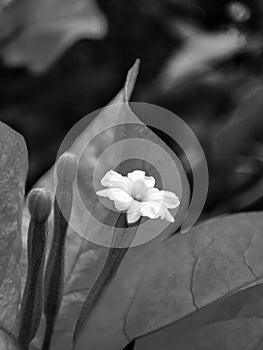 Black and white photo of a close up view of a beautiful pink white bougainvillea flower