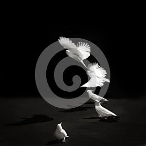 Black and white photo of Cockatoos