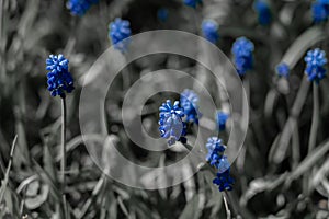 Black and white photo with color blue accent on blooming flowers