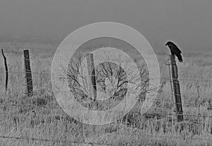 Black and White photo of crow sitting on fence post