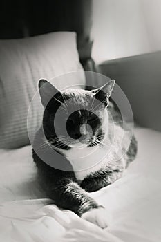 A black-white photo of a cute domestic cat lying on a bed under the warm rays of the sun and squinting his eyes with pleasure. The
