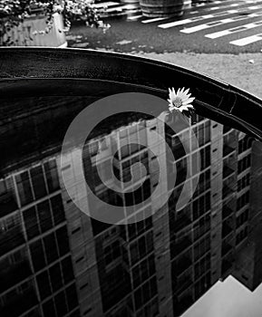 Black and white photo of a daisy in sanding water with a reflection of a building