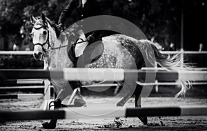 A black-and-white photo of a dappled gray horse galloping to the barrier to jump over it. Horse competitions. Equestrian sports