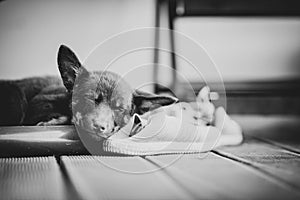 black and white photo of a dark brown australian kelpie puppy is tired and sleeping on a wooden deck next to a pink sneaker