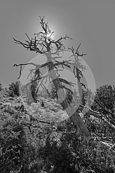 Black and white photo of dead Limber Pine with sun and sky