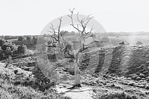 Black and white photo of a dead tree along the sandy path in the heath area of the De Hoge Veluwe national park during sunset