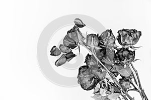 Black and white photo of dead wilted roses