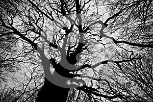 Black and white photo of dead winter tree