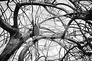 Black and white photo of dead winter tree