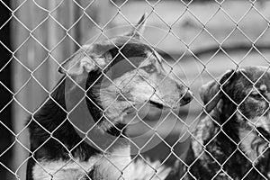 Black and white photo of dogs at the homeless dog shelter. Abandoned dogs. BW