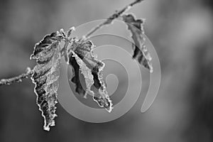 Black and white photo of dry leaves with hoarfrost