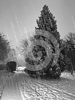 Un árbol durante Enero la nieve tormenta 