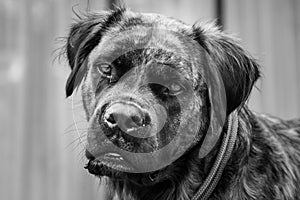 A black and white photo of the face of a big, brindle boerboel/mastiff dog looking into the camera