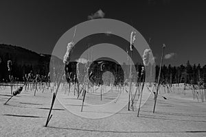 Black and white photo of field of winter marsh cattails