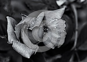 Black and white photo fine art of Red Rose bud with water drops on garden in detail